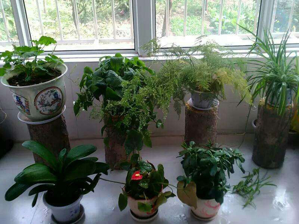 医我看丨基孔肯雅热康复期怎么吃？多抗炎、补蛋白，营养均衡最关键
